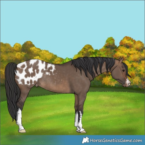 Horse Color:White Spotted Brown Dun Blanket Rabicano 