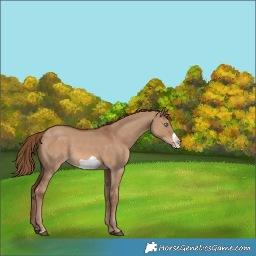 Horse Color:Red Dun Frame 