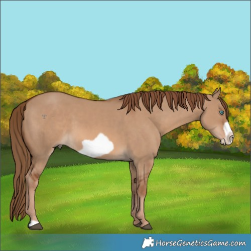 Horse Color:Red Dun Frame 