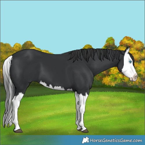 Horse Color:Black Splash