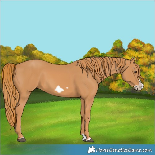 Horse Color:Chestnut Splash Frame 