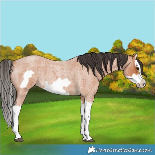 Horse Color:Bay Roan Splash Frame