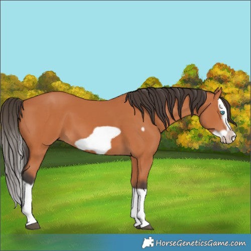 Horse Color:Bay Splash Frame 