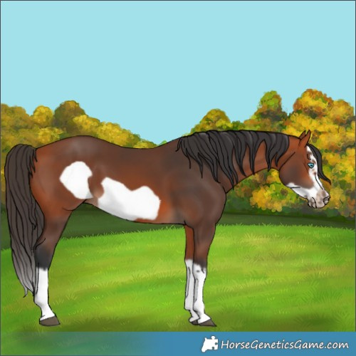 Horse Color:Bay Splash Frame 