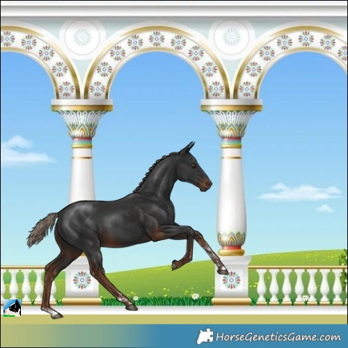 Horse Color:Liver Chestnut Rabicano 