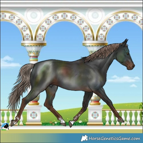 Horse Color:Liver Chestnut Rabicano 