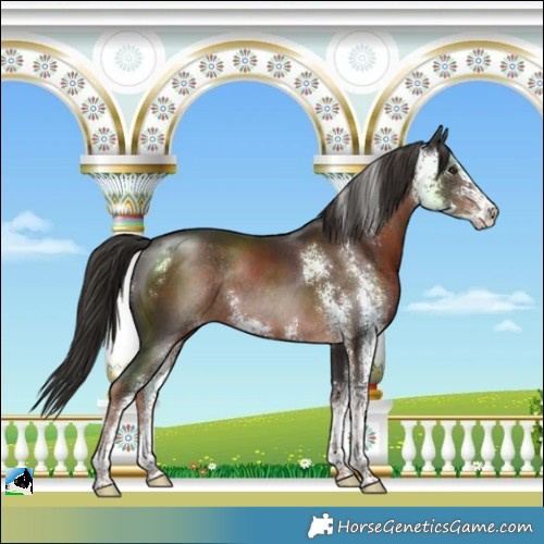Horse Color:Liver Chestnut Sabino Rabicano 