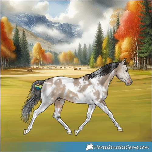 Horse Color:White Spotted Brown Dun Tobiano