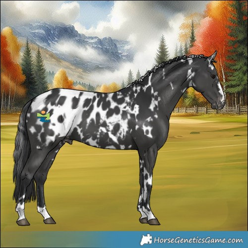 Horse Color:White Spotted Black Blanket 