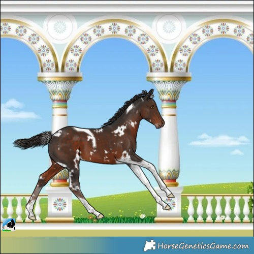 Horse Color:White Spotted Liver Chestnut Tobiano