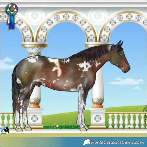 Horse Color:White Spotted Liver Chestnut Tobiano 