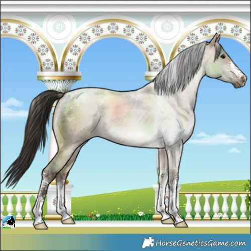 Horse Color:Powder White Bay Roan Dun Rabicano 