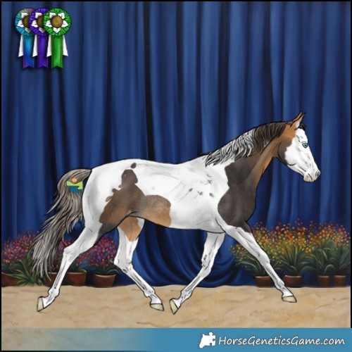 Horse Color:Buckskin Splash Tobiano Varnish Rabicano 