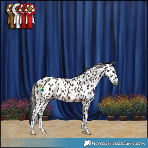 Horse Color:Gray Brown Leopard