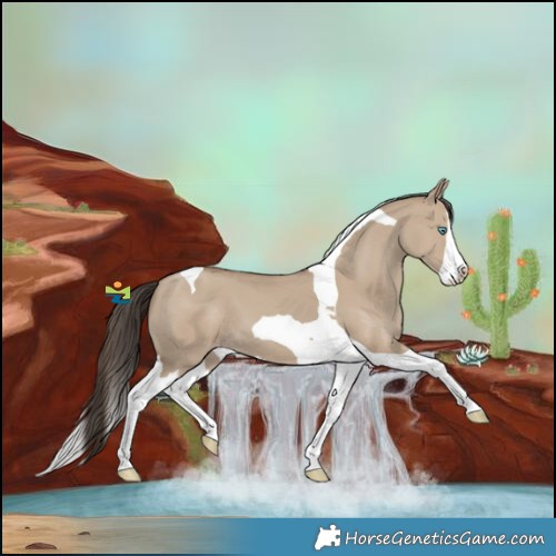 Horse Color:Classic Champagne Dun Splash Tobiano 