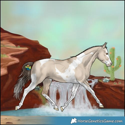 Horse Color:Classic Champagne Dun Splash Tobiano 