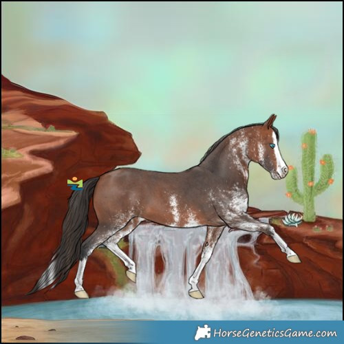 Horse Color:White Spotted Bay Splash