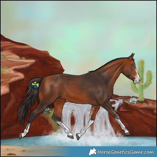 Horse Color:White Spotted Bay Splash Tobiano 