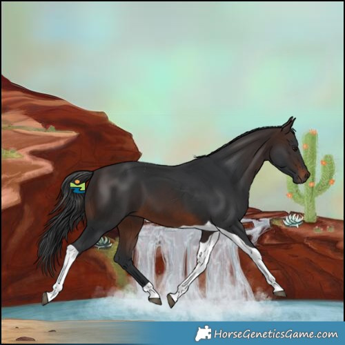 Horse Color:Brown Tobiano 