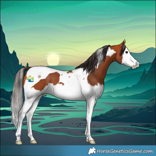 Horse Color:Bay Splash Tobiano 