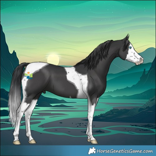 Horse Color:Black Splash Tobiano 