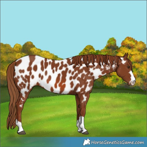Horse Color:Chestnut Near Leopard