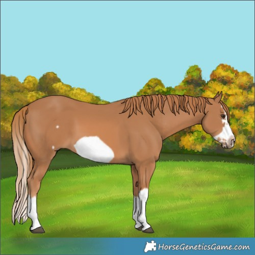 Horse Color:Chestnut Splash Frame 
