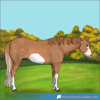 Horse Color:Chestnut Splash Frame 
