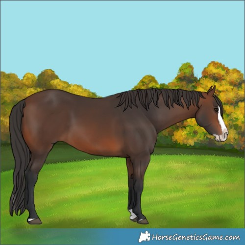Horse Color:Brown Splash