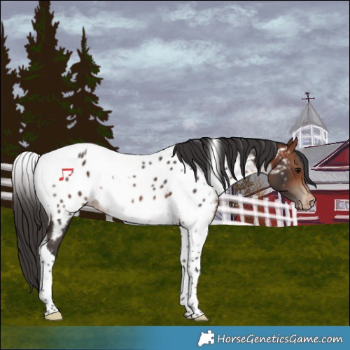 Horse Color:Bay Tobiano Near Leopard Rabicano