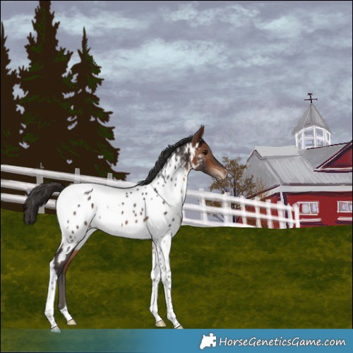 Horse Color:Bay Tobiano Appaloosa Rabicano