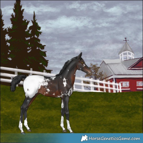 Horse Color:White Spotted Brown Tobiano Appaloosa Rabicano 