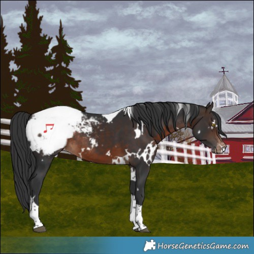 Horse Color:White Spotted Brown Tobiano Snowcap Rabicano 
