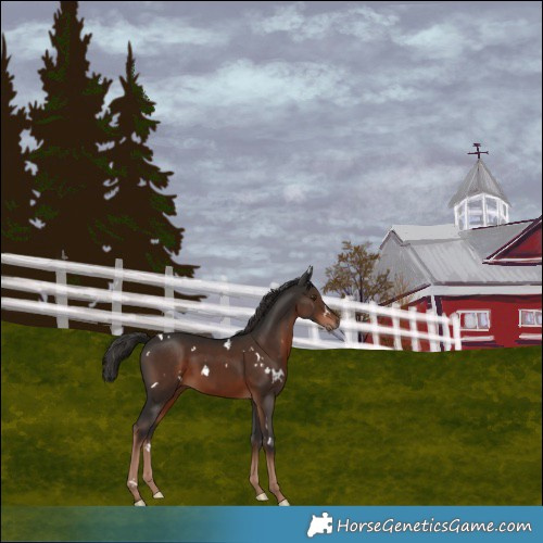 Horse Color:White Spotted Liver Chestnut