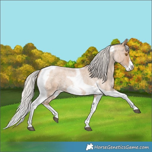 Horse Color:Silver Blue Roan Pearl Tobiano Frame
