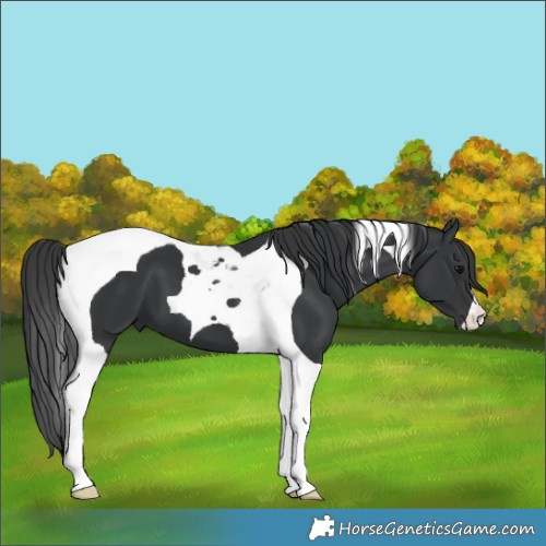 Horse Color:Black Tobiano 