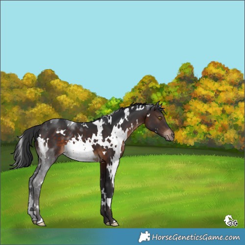 Horse Color:White Spotted Brown