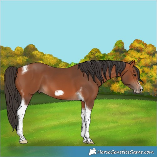 Horse Color:Bay Tobiano Frame 