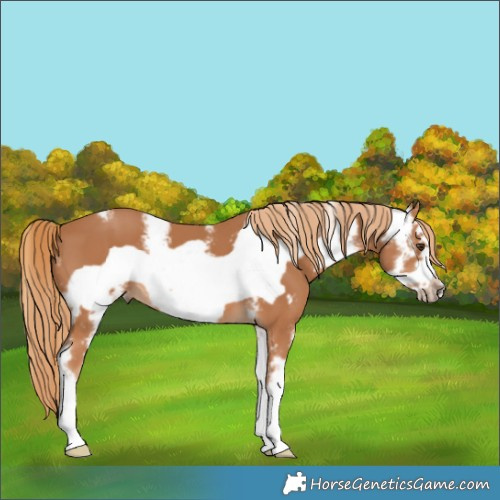 Horse Color:Chestnut Sabino Frame 