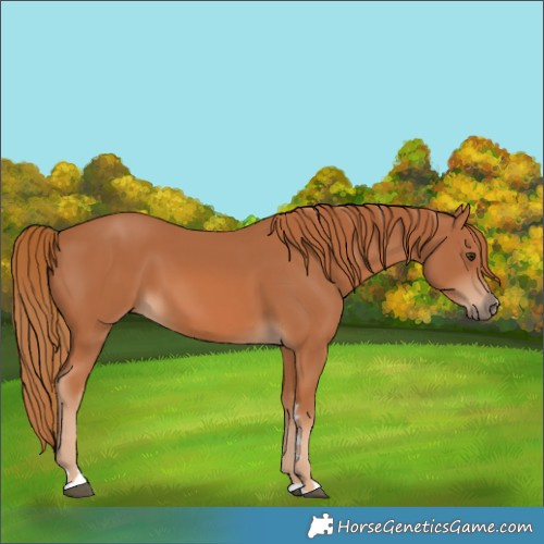 Horse Color:Chestnut 