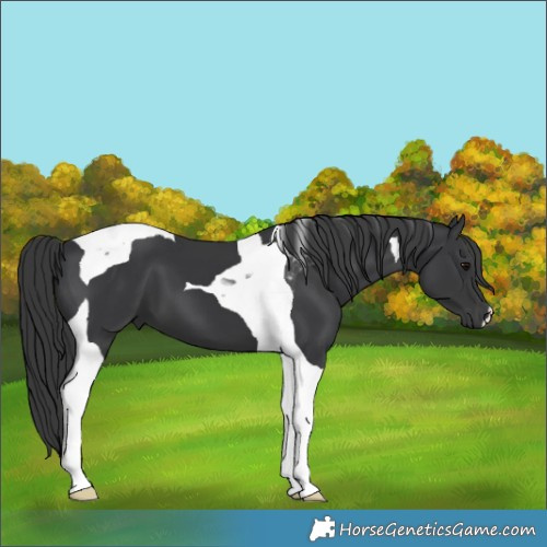 Horse Color:Black Tobiano