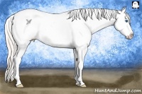 Horse Color:Silver Amber Champagne Dun Splash Tobiano Varnish Rabicano 