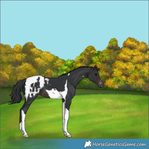 Horse Color:Brown Tobiano Blanket