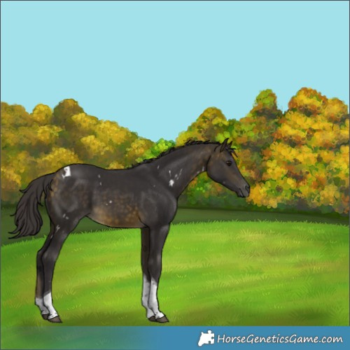 Horse Color:White Spotted Buckskin Tobiano