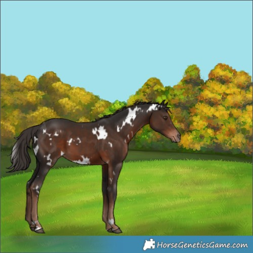 Horse Color:White Spotted Liver Chestnut 