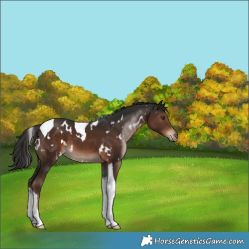 Horse Color:White Spotted Liver Chestnut Tobiano 