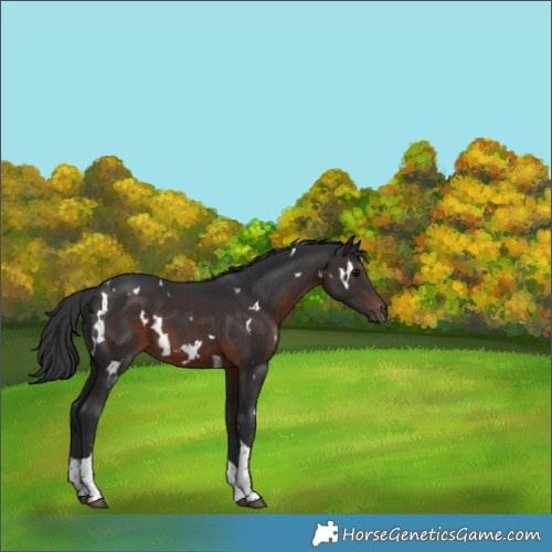 Horse Color:White Spotted Brown Tobiano