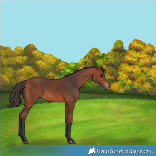 Horse Color:Bay Appaloosa