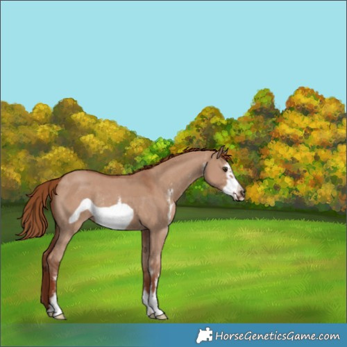 Horse Color:Red Dun Sabino Frame Rabicano 