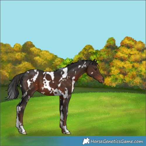 Horse Color:White Spotted Liver Chestnut 